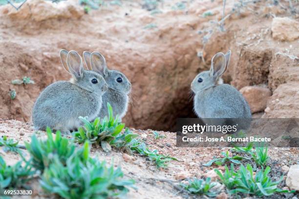 group of rabbits juveniles going out of his burrow, considered as plague. ( species oryctolagus cuniculus.) - rabbit burrow stock pictures, royalty-free photos & images