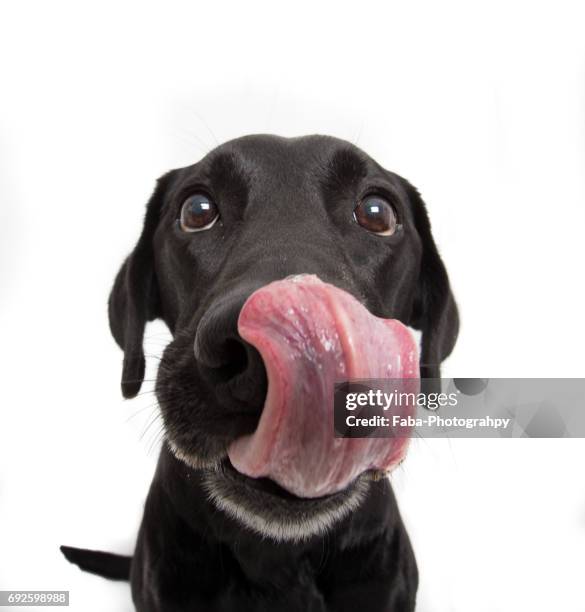 licking dog - animal tongue stock pictures, royalty-free photos & images