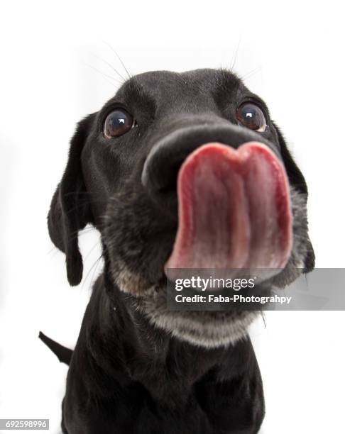 2,072 Labrador Retriever Funny Photos and Premium High Res Pictures - Getty Images 2,072 Labrador Retriever Funny Photos and Premium High Res Pictures - Getty Images