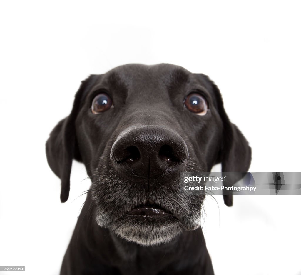 Close up of a Curious Dog