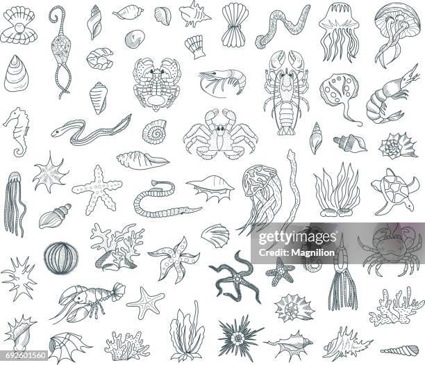sea life doodles set - sea cucumber drawing stock illustrations