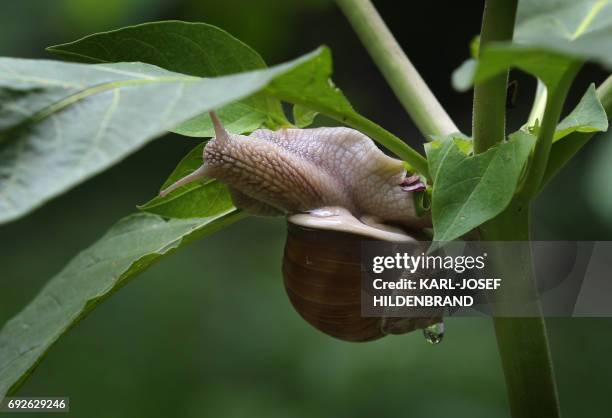 Vine snail is pictured on June 5, 2017 near Fuessen. / AFP PHOTO / dpa / Karl-Josef Hildenbrand / Germany OUT