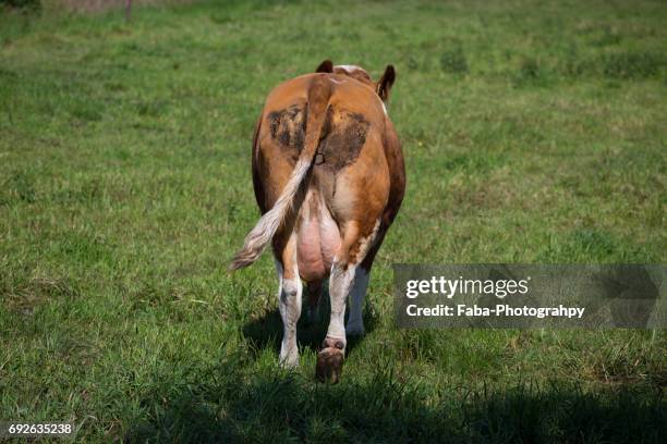 Cow Rear View Photos and Premium High Res Pictures - Getty Images