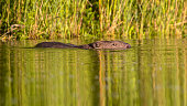 Swimming beaver in water with reflections