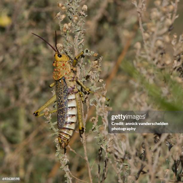 200 Flying Locust Stock Photos, High-Res Pictures, and Images - Getty ...