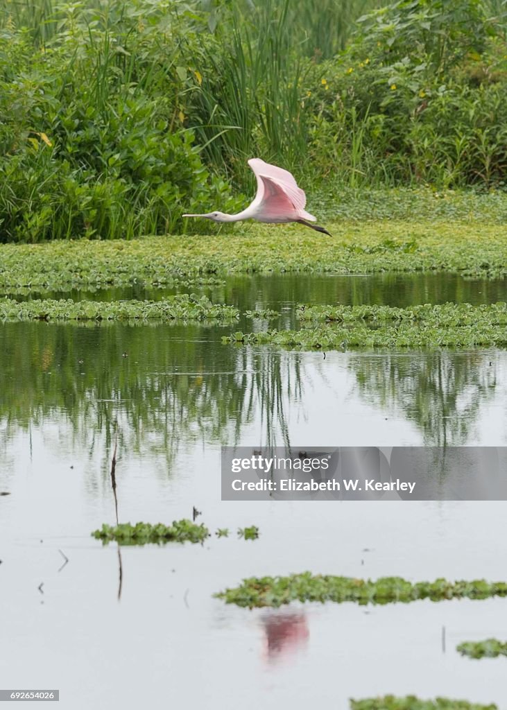 Flying Roseate Spoonbill