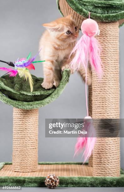small kitten plays with a cat tree - scratching post stock pictures, royalty-free photos & images