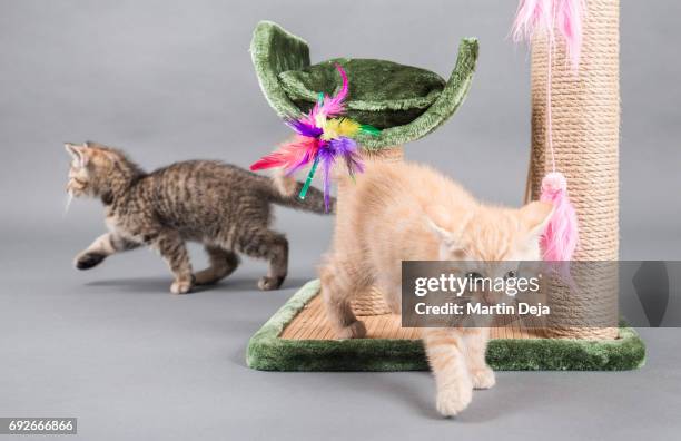 two small kittens playing with a cat tree - scratching post stock pictures, royalty-free photos & images
