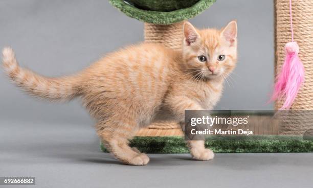 small kitten plays with a cat tree - scratching post stock pictures, royalty-free photos & images