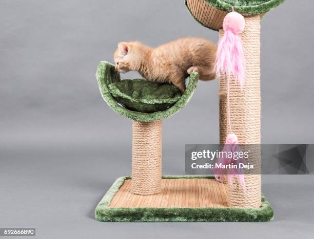 small kitten plays with a cat tree - scratching post stock pictures, royalty-free photos & images
