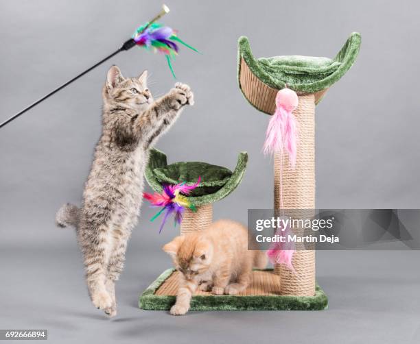 two small kittens playing with a cat tree - scratching post stock pictures, royalty-free photos & images