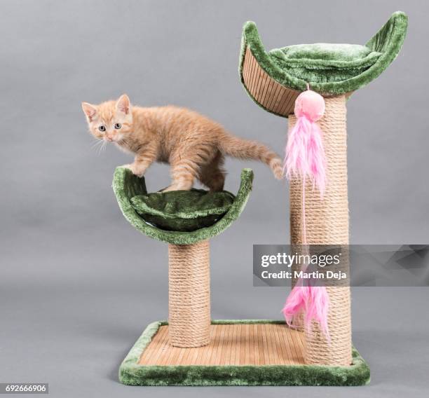 small kitten plays with a cat tree - scratching post stock pictures, royalty-free photos & images