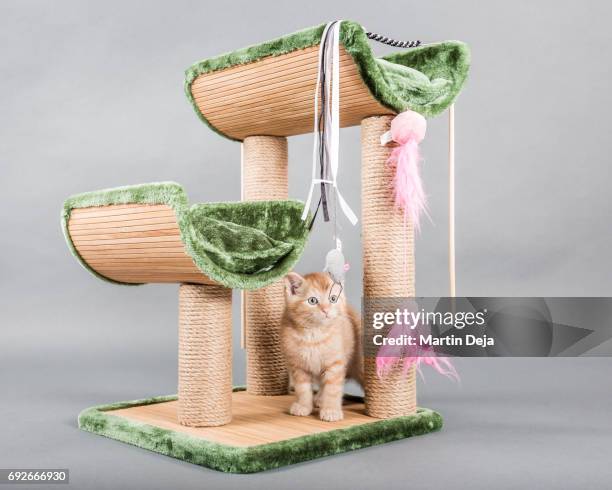 small kitten plays with a cat tree - scratching post stock pictures, royalty-free photos & images