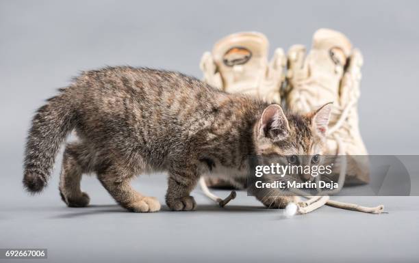 small kitten with shoes - scratching post stock pictures, royalty-free photos & images
