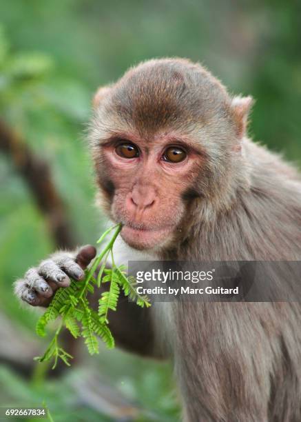 rhesus macaque (macaca mulatta), jaipur, rajasthan, india - rhesus macaque stock pictures, royalty-free photos & images