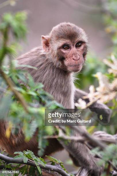 rhesus macaque (macaca mulatta), jaipur, rajasthan, india - rhesus macaque stock pictures, royalty-free photos & images