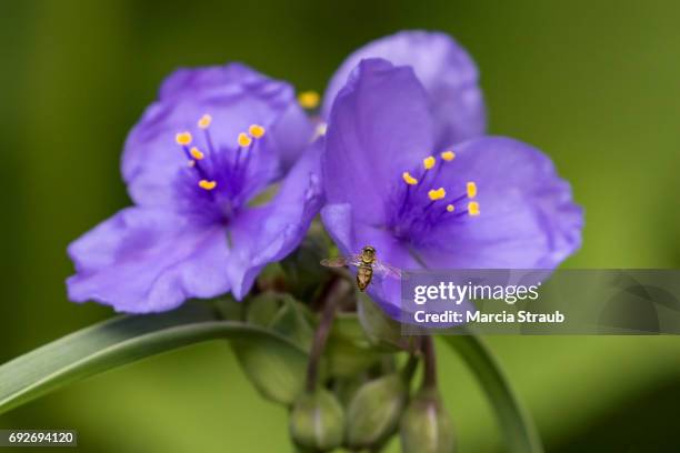 honey bee polinating the wildflowers - spiderwort fotografías e imágenes de stock