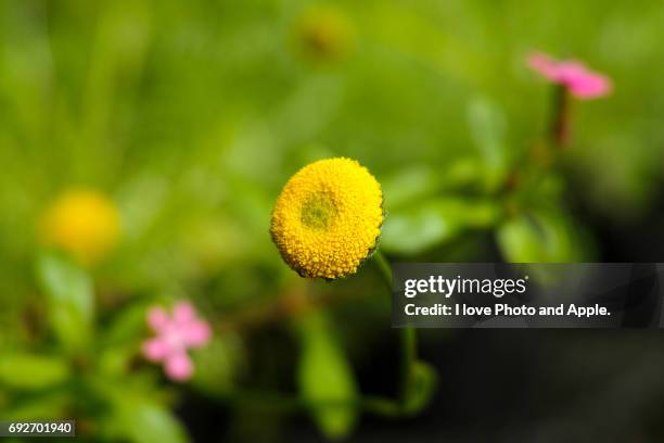 spring flowers - 写真 stock pictures, royalty-free photos & images