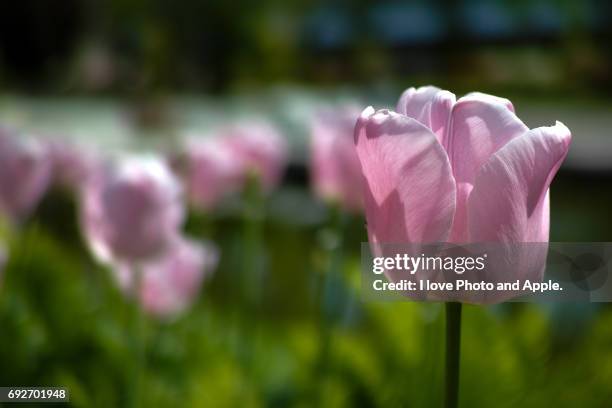 spring flowers - 季節 stockfoto's en -beelden