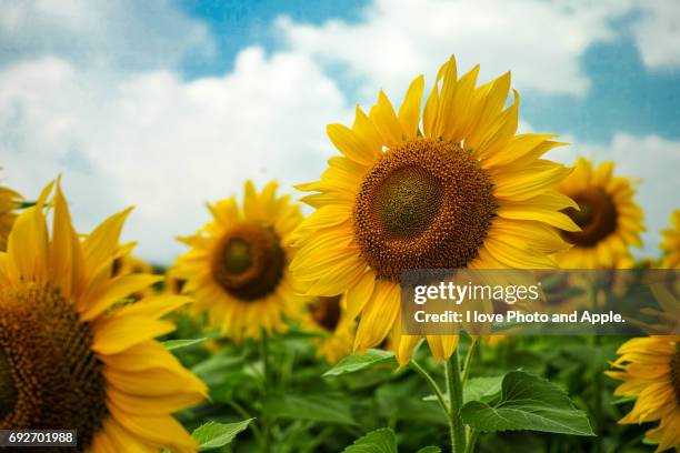 summer flowers - 季節 stockfoto's en -beelden