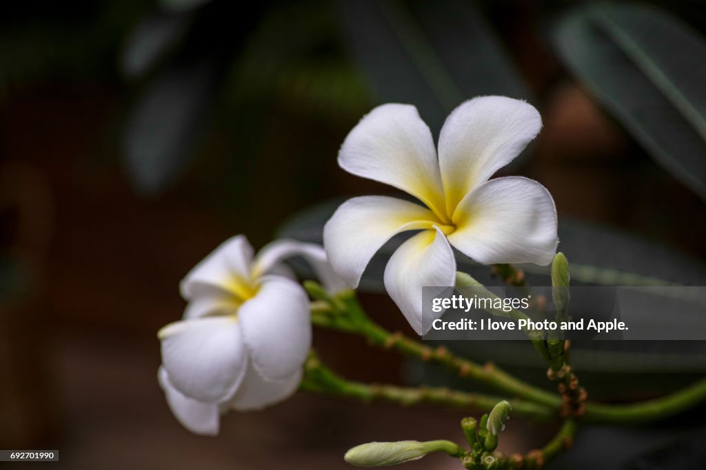 Hot country flowers