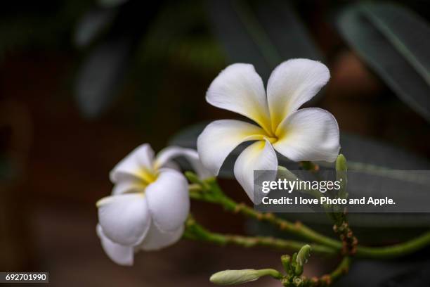 hot country flowers - 季節 stockfoto's en -beelden