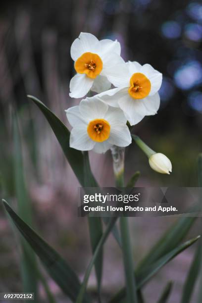 winter flowers - 写真 stock pictures, royalty-free photos & images