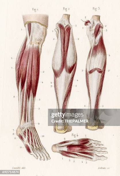 stockillustraties, clipart, cartoons en iconen met spier been en voet anatomie gravure 1886 - fibularis longus muscle