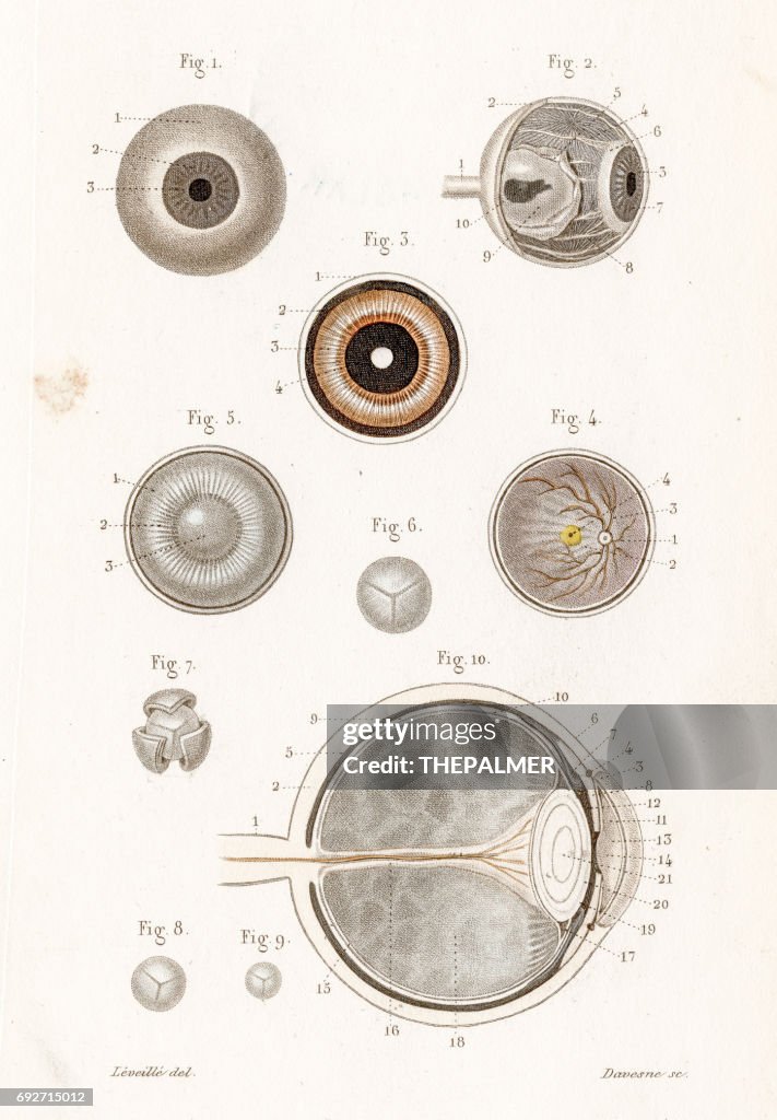 Eye cornea anatomy engraving 1886