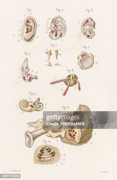 die ohr-anatomie 1886 gravur - hörgerät stock-grafiken, -clipart, -cartoons und -symbole