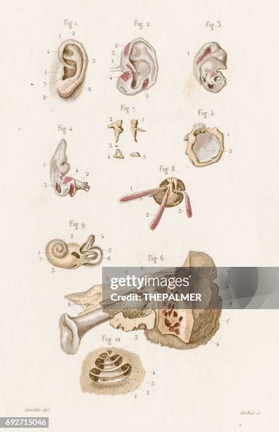 the ear anatomy engraving 1886 - earlobe stock illustrations