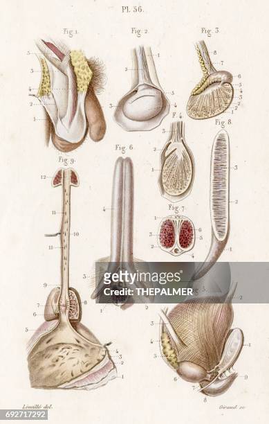 die hoden anatomie 1886 gravur - schamhaar stock-grafiken, -clipart, -cartoons und -symbole