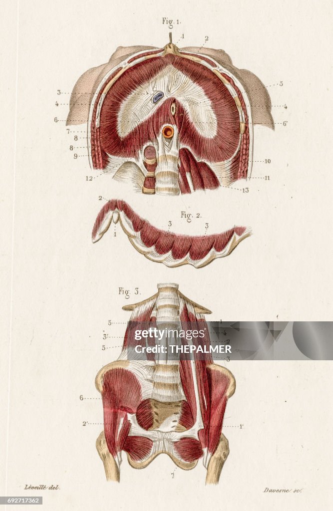 Diaphragm lumbar anatomy engraving 1886