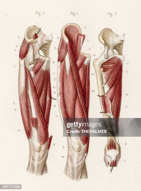 muskeln bein anatomie 1886 gravur - gerader muskel des oberschenkels stock-grafiken, -clipart, -cartoons und -symbole