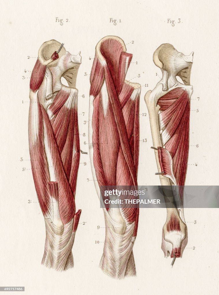 Muscles leg anatomy engraving 1886