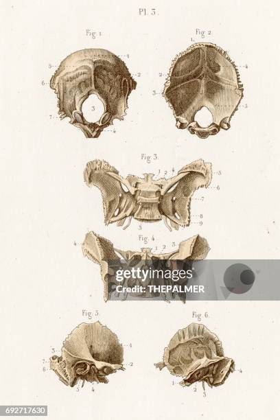 ilustraciones, imágenes clip art, dibujos animados e iconos de stock de anatomía del hueso occipital grabado de 1886 - hueso occipital
