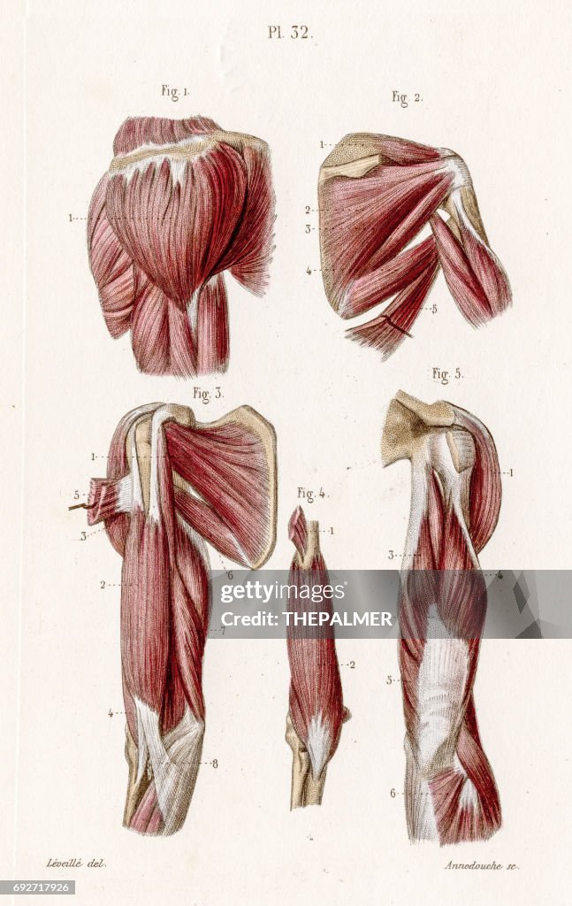 Muscles arm anatomy engraving 1886
