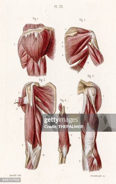 muscles arm anatomy engraving 1886 - femoris tendon stock illustrations