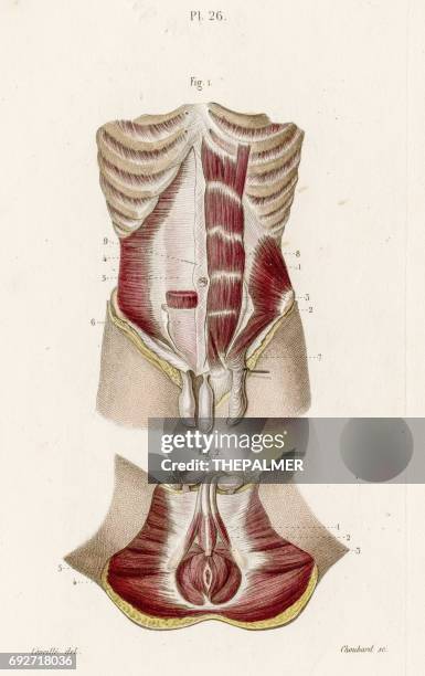 illustrations, cliparts, dessins animés et icônes de gravure de 1886 l’anatomie périnée masculin - sphincter