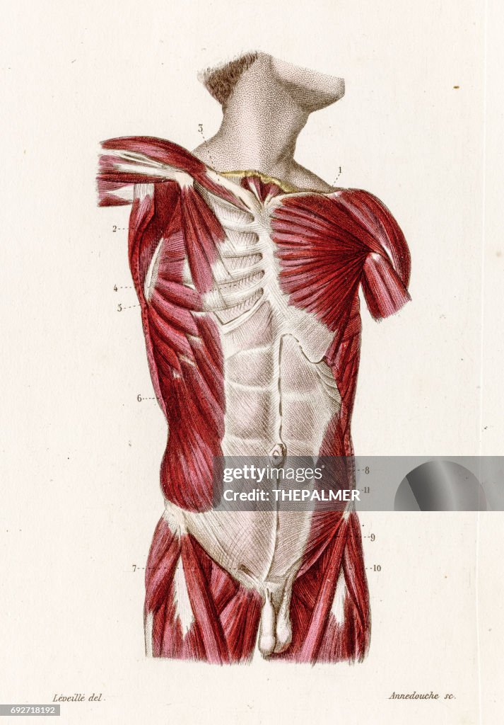 Muscles of the torso anatomy engraving 1886