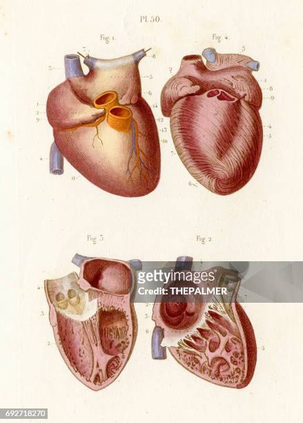 stockillustraties, clipart, cartoons en iconen met de anatomie van het hart graveren 1886 - aderklep