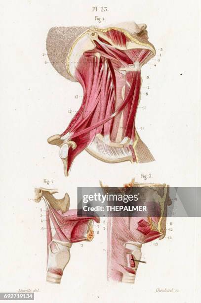 muscles anatomy engraving 1886 - anatomy of neck muscles stock illustrations