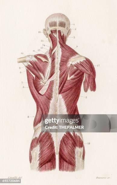 ilustraciones, imágenes clip art, dibujos animados e iconos de stock de músculos espalda anatomía grabado de 1886 - escapula