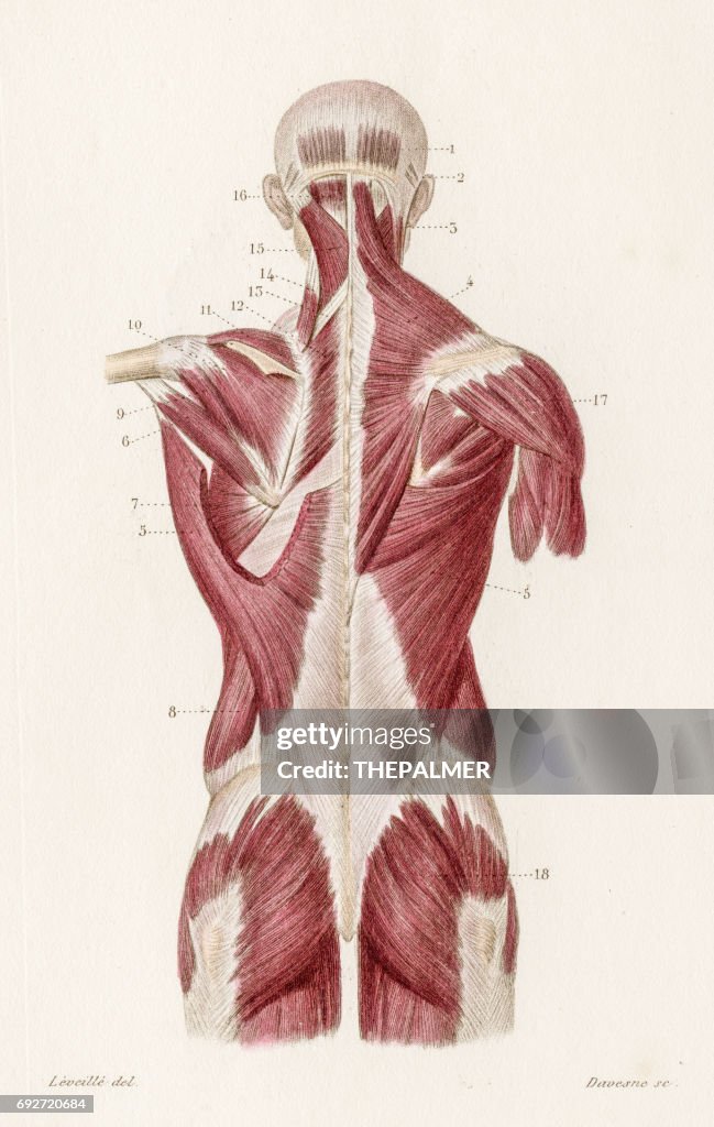 Muscles back anatomy engraving 1886