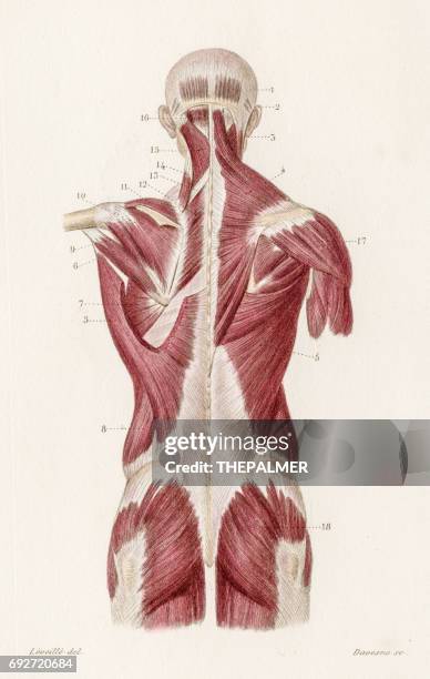 muscles back anatomy engraving 1886 - human arm anatomy stock illustrations