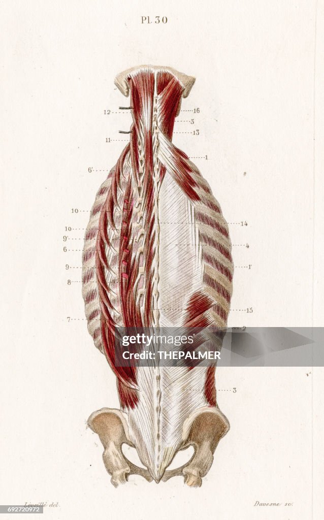 Posterior muscles back anatomy engraving 1886