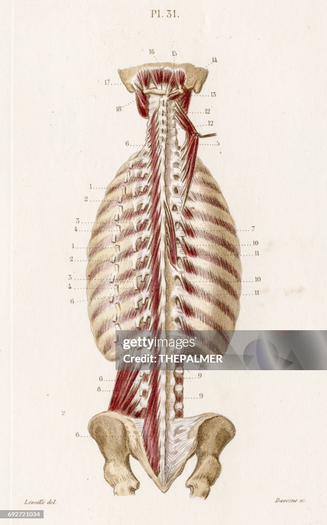 Muscle neck back anatomy engraving 1886