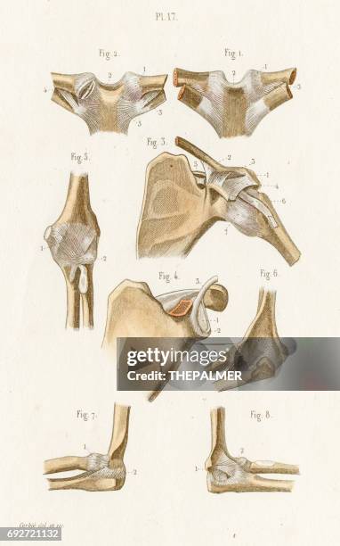 clavicle anatomy engraving 1886 - clavicle stock illustrations