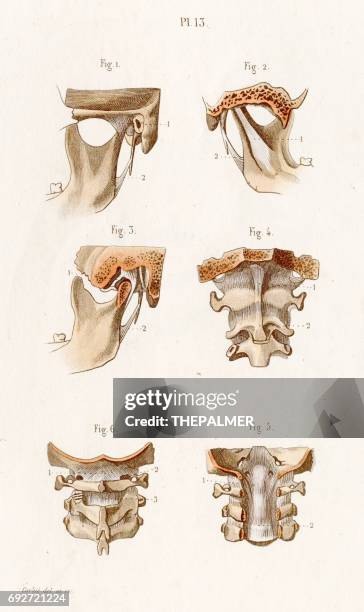 ilustraciones, imágenes clip art, dibujos animados e iconos de stock de atlas anatomía de ligamentos grabado de 1886 - hueso occipital