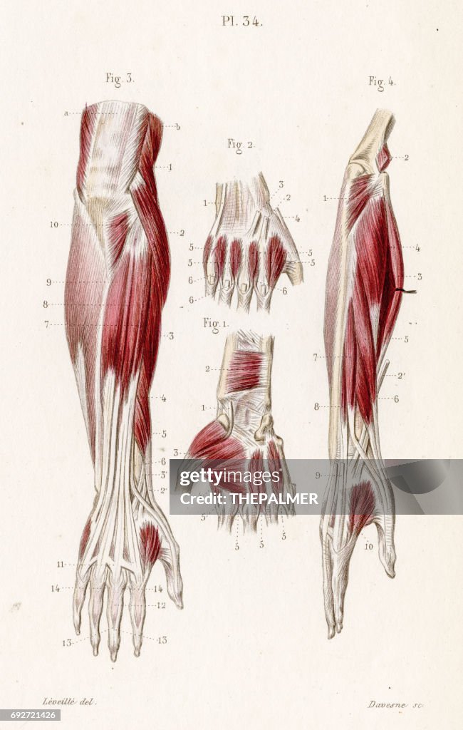 Unterarm-Muskeln Anatomie 1886 Gravur